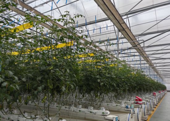 雨露智慧農業溫室內無土栽培的番茄長勢喜人